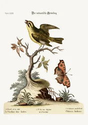 The Indian Greenfinch, 1749-73